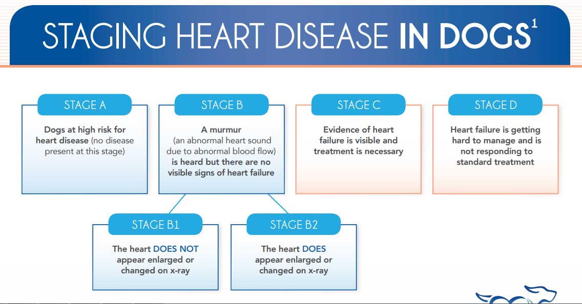 What Are The Signs Of Heart Disease In A Dog