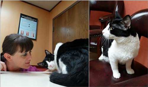 Meet Our Latest "Bobcat Fever" Survivor Animal Care Clinic