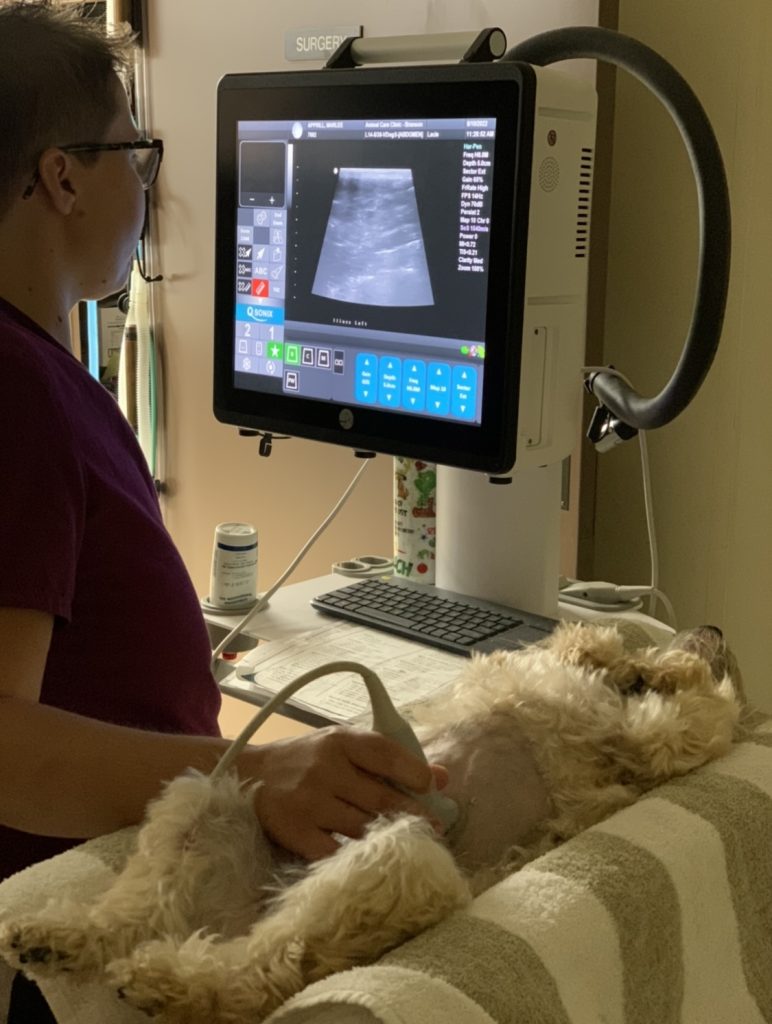 Ultrasound for Dogs in Branson, MO Animal Care Clinic