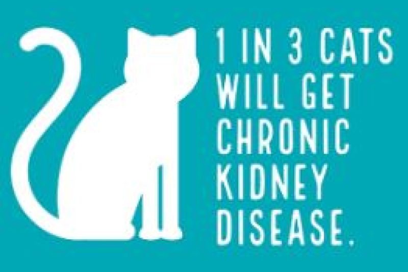 1 in 3 cats will develop kidney disease