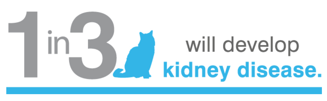 Managing Chronic Kidney Disease in Cats | Animal Care Clinic - Managing Indoor Cat Kidney Disease
