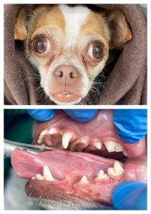 professional dental cleaning
